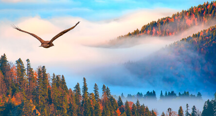 Aerial view of autumn forest over the clouds with red tailed hawk - Yedigoller , Turkey
