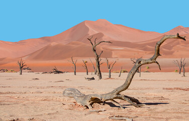 Dead trees in Dead Vlei - Sossusvlei, Namib desert, Namibia