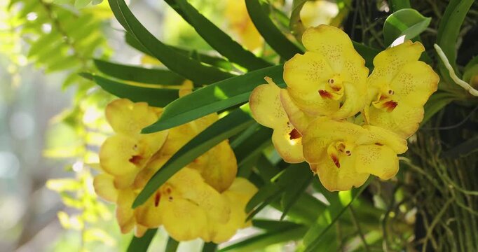 Vibrant Yellow Orchids Blooming in Lush Greenery Under Natural Light. Vanda Orchid.