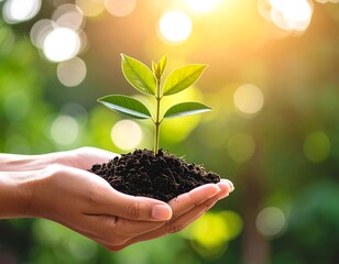Tender hands cradle a nascent sprout symbolizing environmental sustainability and growth