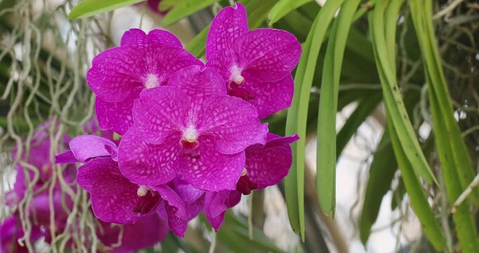 Vibrant Purple Orchids Blooming Amidst Green Foliage in a Tropical Garden Setting. Vanda Orchid.