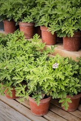 Potted green plants with lush foliage arranged on wooden shelves, showcasing vibrant leaves