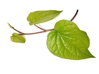 Fresh green betel leaf (piper betle) isolated on white background