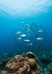 School of Silver Fish Swimming Above Colorful Coral Reef in Clear Ocean Water