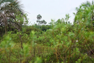 Tropical scenery in El Palmar National Park, Entre Rios, Argentina, a protected area where the...