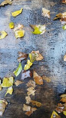 Obraz premium Fallen Dry Leaves on Wet Dark Floor