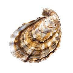 Obraz premium Close-up oyster shell, natural colors
