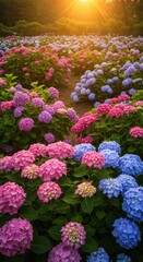 Hydrangea blossoms garden sunset
