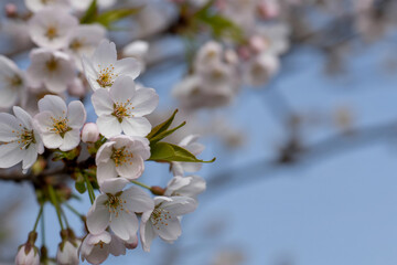 Obraz premium Delicate Blossoms A Cluster of Fragile Beauty (1)