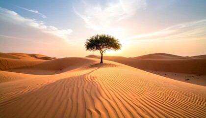 A solitary green tree stands atop a rippled sand dune during a warm, golden desert sunset.