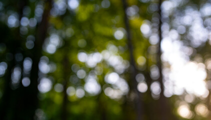 Blurred nature backdrop. Blur forest background. Greenery summer nature blur background. Green blur environment. Blurry green leaves in forest. Nature pattern with leaves. Blurred of greenery nature.