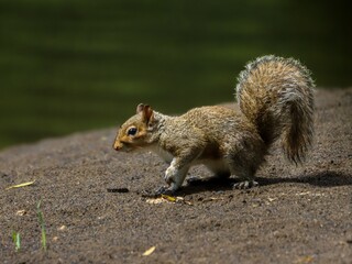 Eastern grey squirrel on a sandy surface with a blurred green background