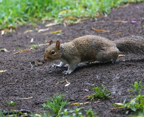 Eastern grey squirrel on the ground in a park setting, surrounded by green grass and soil.