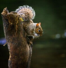 Perched on a tree stump in a forest setting, showcasing its fluffy tail and alert posture.