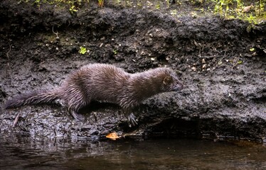 American mink walking along a muddy riverbank, showcasing its sleek, wet fur and natural habitat
