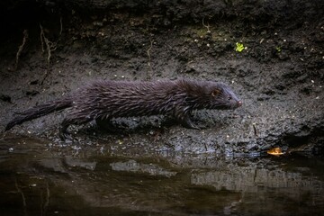 American mink walking along a muddy riverbank, showcasing its sleek, wet fur and natural habitat