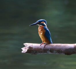 Colorful kingfisher perched on a branch over a calm green water background.