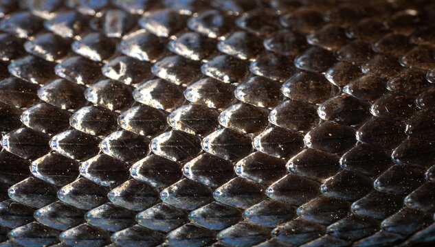 Macro scaly snake skin. Snake scale pattern. Black snake scales. Close-up of snakeskin scales. Exotic reptilian pattern. Leathery snake texture. Snakes scales detailed reptilian texture.