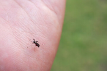 Aedes aegypti mosquitoes on human hand