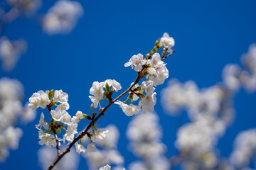 White cherry tree flower in spring. Blossoming tree brunch with white flowers on blue background. Spring flowers, blossom, white apple tree flowers. Blossoming tree brunch with white flowers on bokeh.