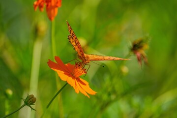 満開のキバナコスモスの蜜を吸うツマグロヒョウモン オス