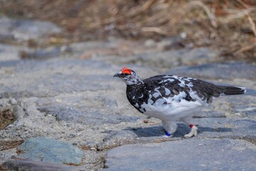 遊歩道を堂々と歩く雷鳥オス