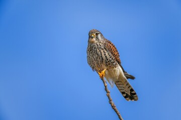 青空バックに細い枝にとまってのんびりくつろぐチョウゲンボウ メス