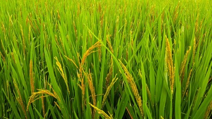 Fototapeta premium green rice field