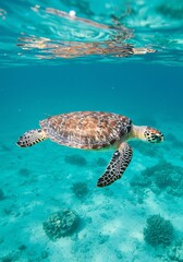 Obraz premium Sea Turtle Swimming Underwater in Clear Ocean with Coral Reef