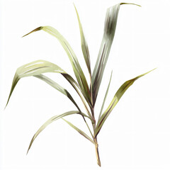 Fototapeta premium Plant Leaf Green Botanical Nature Organic Vegetation Aesthetic Wellness Art Landscape Environment Botany Foliage Natural Fresh Growth Outdoors Gardening Biodiversity Climate Sustainability Harmony