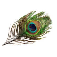 Detailed peacock feather close-up