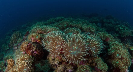 Obraz premium Vibrant Coral Reef Underwater Scene with Colorful Soft Corals and Marine Life