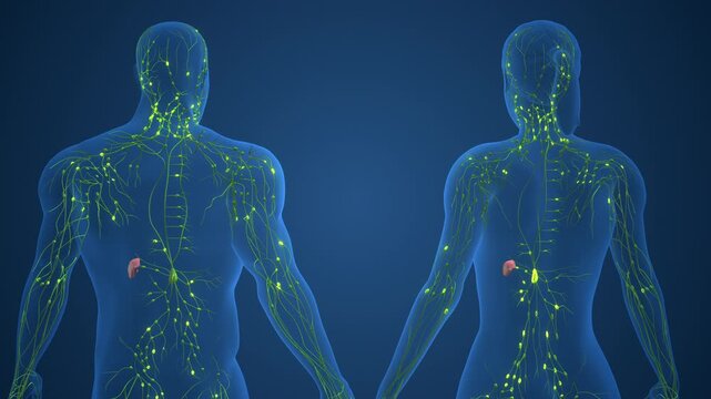 Detailed Lymphatic System in Male and Female Anatomy