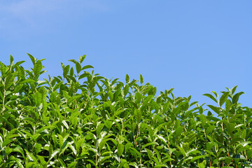 Tea fields and blue skies in Uji, Kyoto