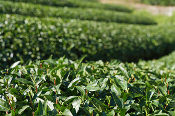 Close-up of Kyoto tea leaves