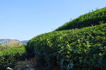 Obraz premium Tea fields and blue skies in Uji, Kyoto