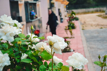 Fototapete bei efototapeten.de bestellen   