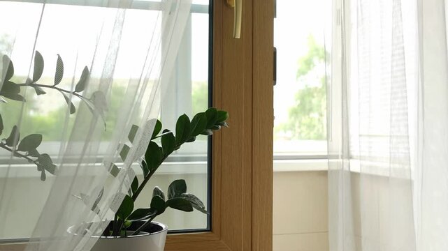 Cozy home interior. Big window view with plant on a windowsill. Indoor greenery decor in a serene setting, partially obscured by flowing white net curtains near a sunny window.