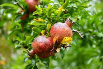 ザクロ　pomegranate