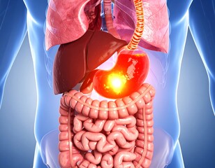 Visualization of human digestive system and stomach upset, anatomical body view