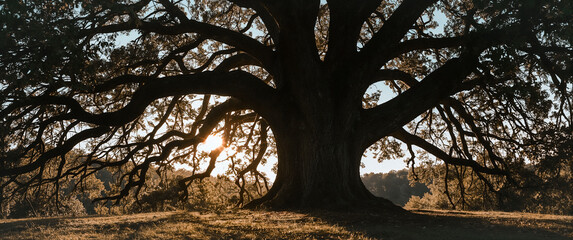 Majestic Canopy: The sun peeks through the expansive branches of a colossal tree, its gnarled, reaching limbs dominating the landscape, a symbol of strength and longevity. 