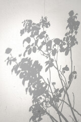 Fototapeta premium Light and shadow, showcasing the dappled sunlight filtered through palm fronds onto a textured, light-colored surface. Natural leaf shadows on white wall for background design for text.