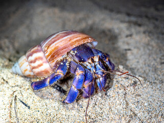 オカヤドカリ（鹿児島県 奄美大島）