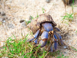 オカヤドカリ（鹿児島県 奄美大島）