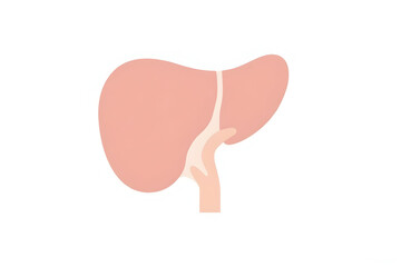 Human Liver Illustration with Bile Ducts Anatomy