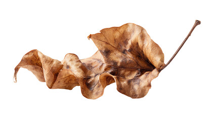 A beautifully curled, dried leaf showcasing intricate textures and shades of brown, perfect for autumn-themed designs or nature photography.