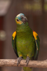 Close-up portrait of a colorful Amazon parrot perched on a wooden branch, showing vibrant green feathers with yellow and blue accents, tropical bird in soft natural light