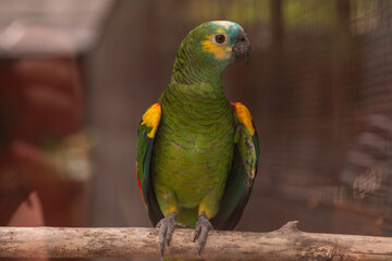 Close-up portrait of a colorful Amazon parrot perched on a wooden branch, showing vibrant green feathers with yellow and blue accents, tropical bird in soft natural light