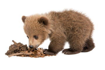 A cute baby bear exploring its environment, showcasing its playful nature in a natural setting. Perfect for wildlife themes.