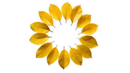 A vibrant arrangement of yellow leaves forming a circular pattern, showcasing natural beauty and autumn colors.